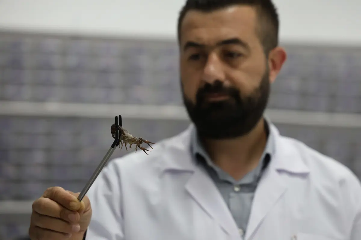 Elazığ da 15 günde bir sağlıyorlar, kanser ilacı yapıyorlar! Üç ülke sıraya girdi 6