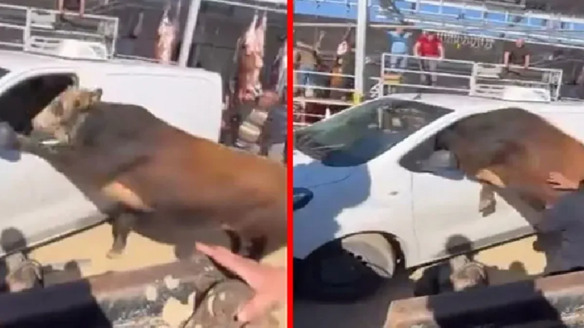 Elmadağ’da Kurbanlık Boğa Kaçtı, Panik Yaşandı!