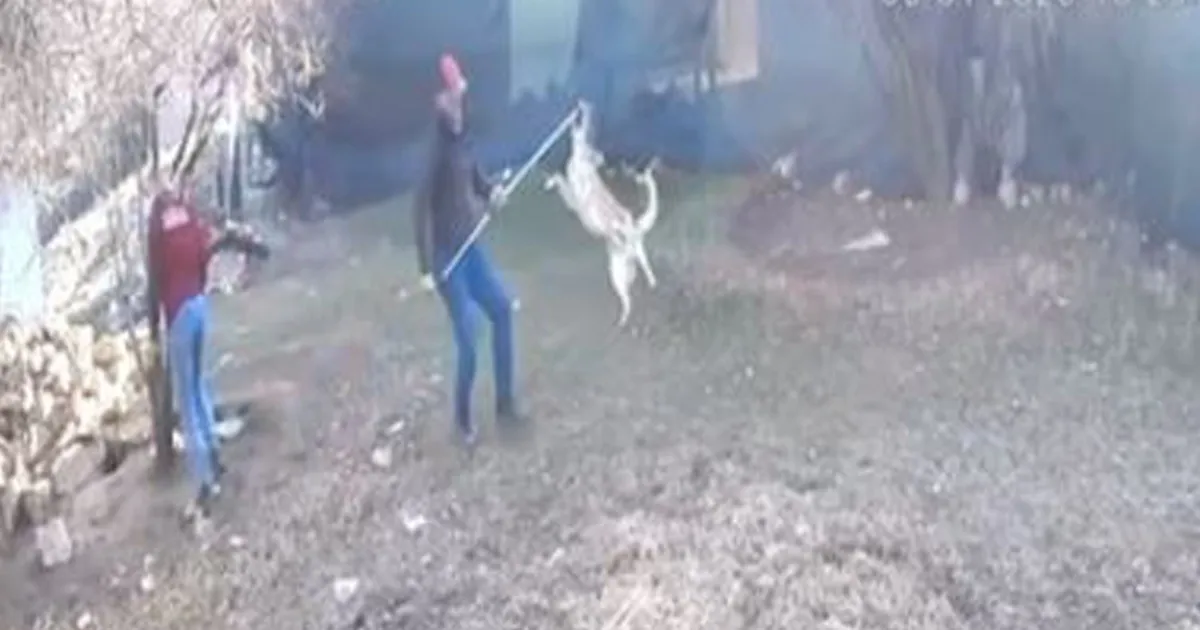 Elmalı’da Köpek Götürülme Görüntüleri Şok Etti!
