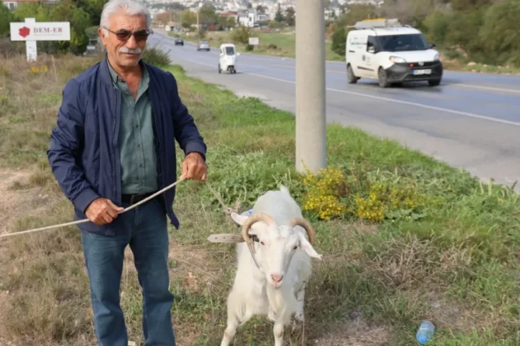 Emekli Muhtarı Keçilerle Yeni Bir Hayat Kurdu!