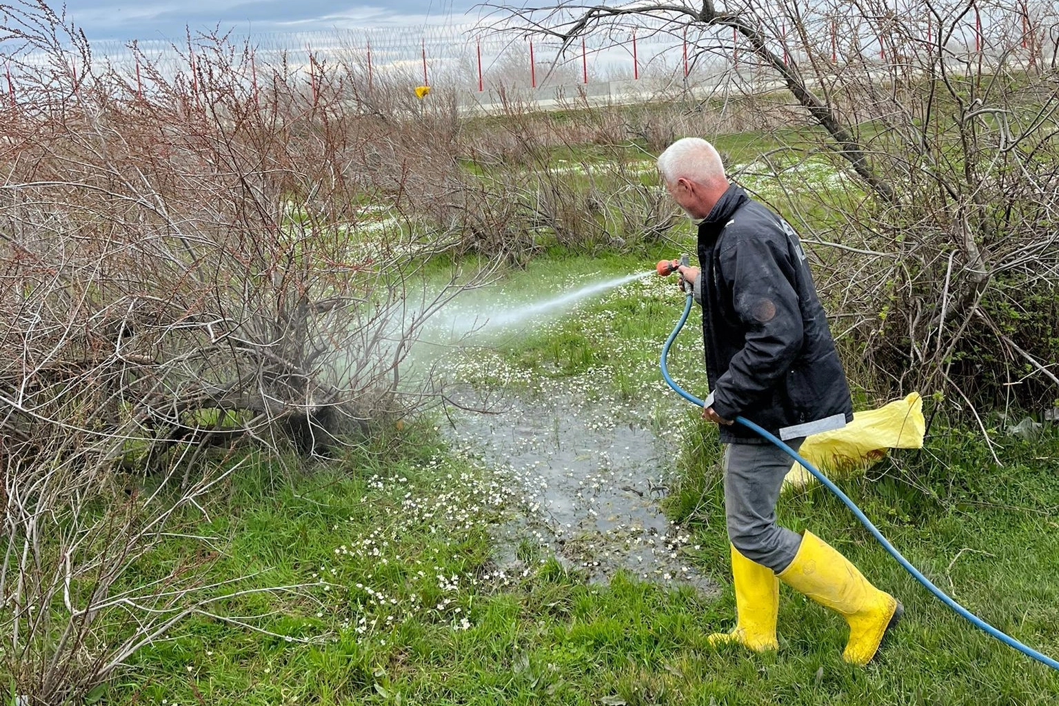 Enez’de Sinek Mücadelesi İçin Larva İlaçlaması Başladı!