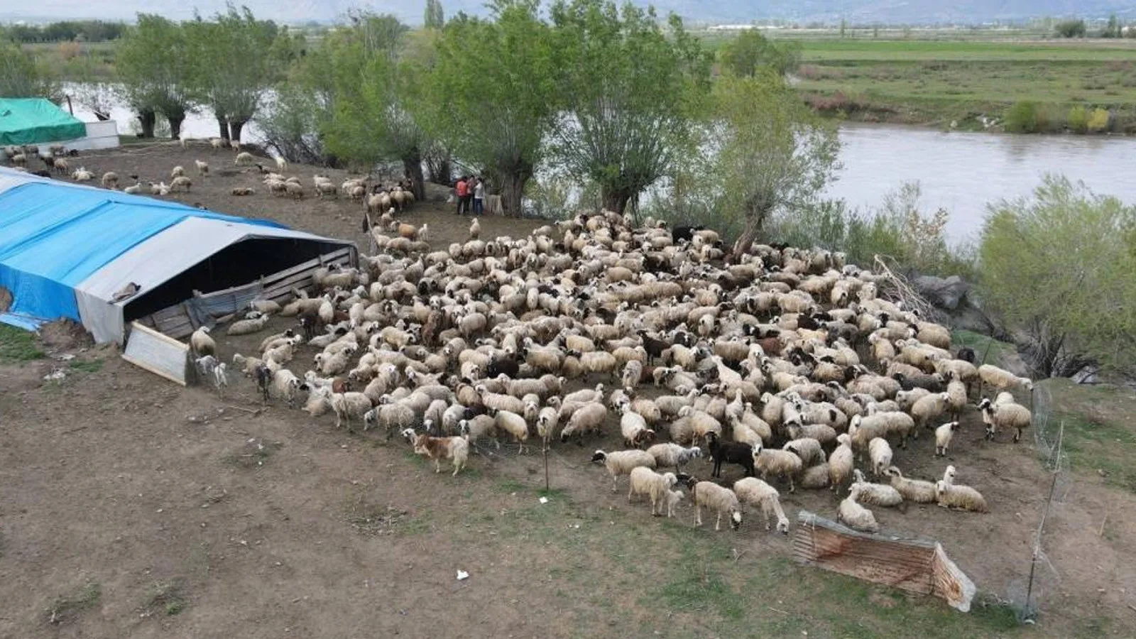 Erzincan’da Çoban Krizi: Asgari Ücretle Çözüm!