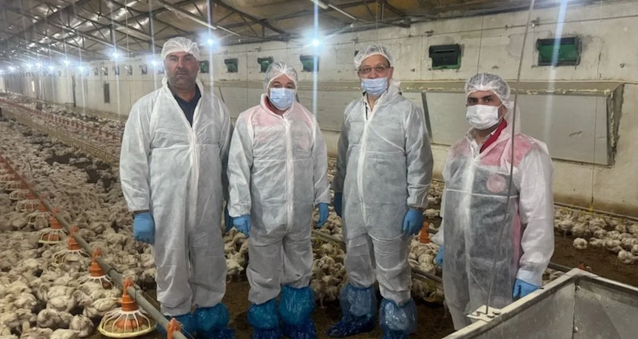 Erzincan’da Etlik Tavuk Yetiştiriciliği Gelişiyor