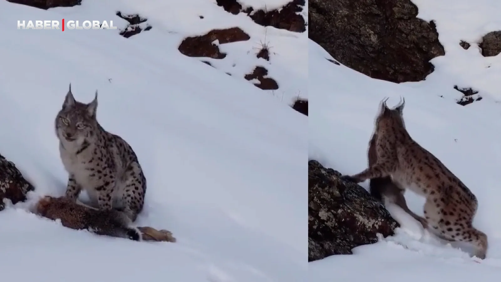 Erzincan’da Vaşak Avıyla Sosyal Medyada Gündem!