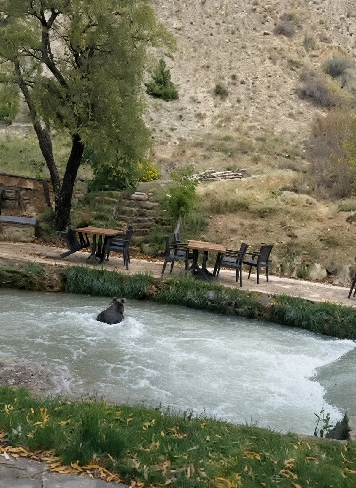 Erzincan'da yavru ayı restoran bahçesine girdi, yüzerek kaçtı!