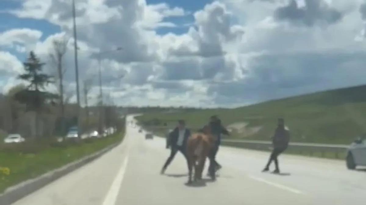 Erzurum’da Kaçan Kurbanlıklar Trafiği Felç Etti!