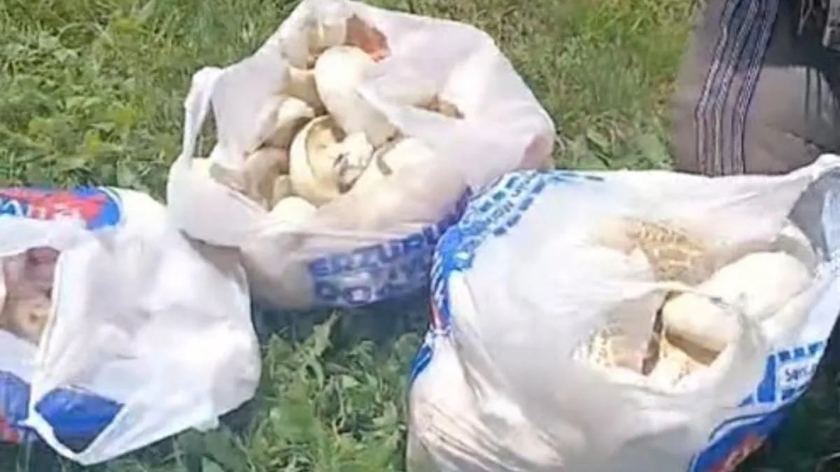 Erzurum’da Yağışla Gelen Mantar Bereketi!
