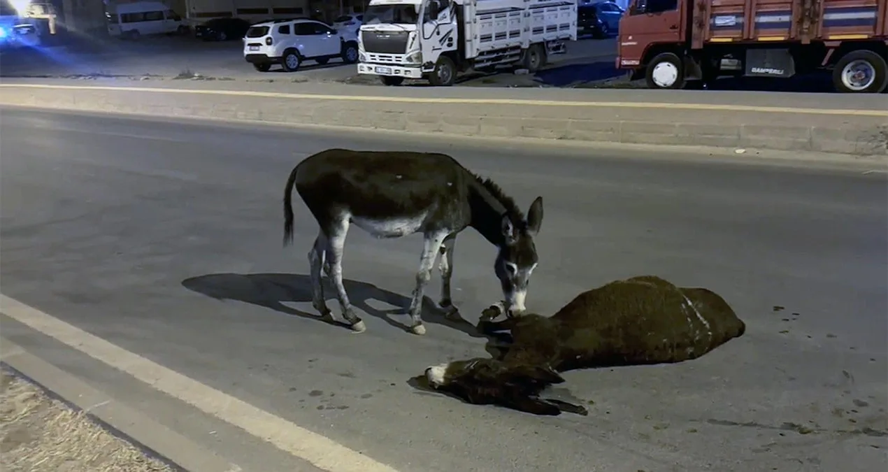Eşeğe Çarpan Araç, Yavrusunu Yalnız Bıraktı!