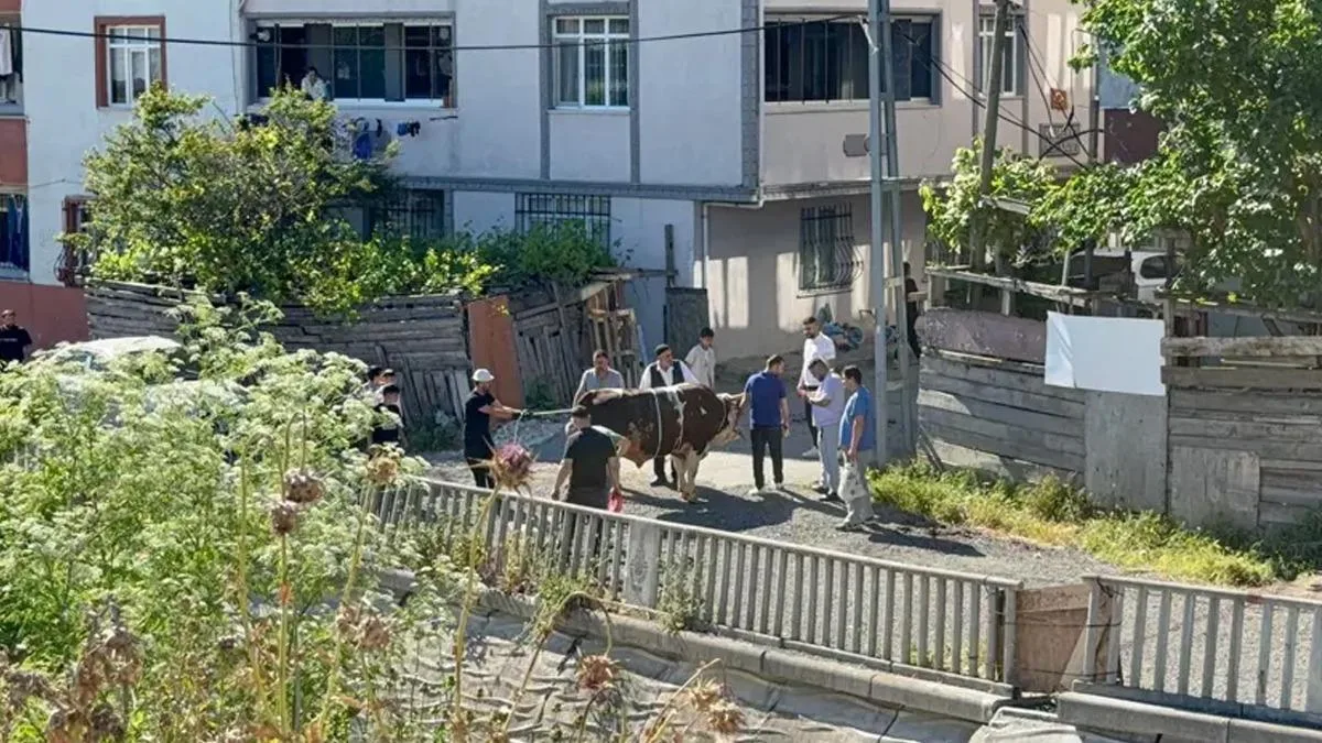 Esenyurt’ta Sokakta Kurban Kesimine Cezalar Yağdı!
