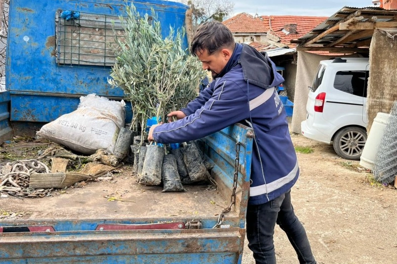 Eskişehir’den Üreticilere Zeytin Fidanı Desteği