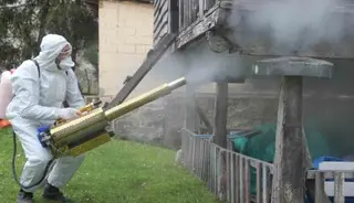İstilacı böcek alarmı! Kahverengi kokarca mücadelesi