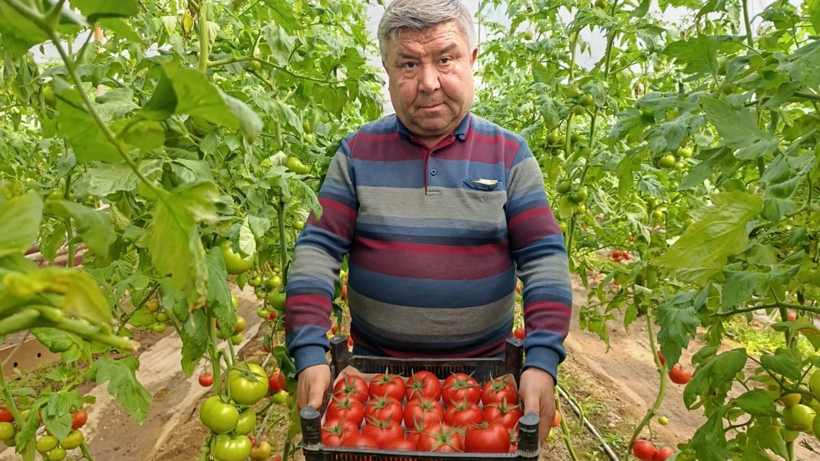 Eynal Domatesi: Simav’ın Doğal Mucizesi!