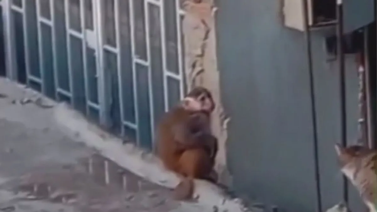 Fikirtepe’de Kaçan Rhesus Maymunu Yakalandı!