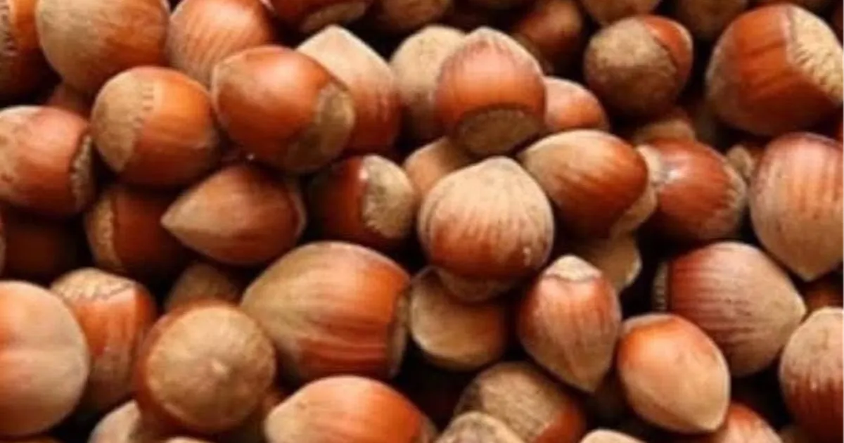 Fındık Fiyatları Kriz Seviyesinde: Üretici Zorda!