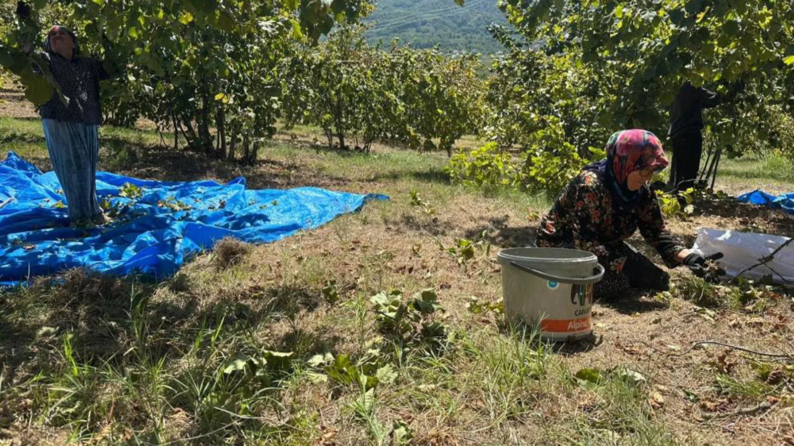Fındık Hasadı: Tırpan Ücretleri Rekor Kırdı!