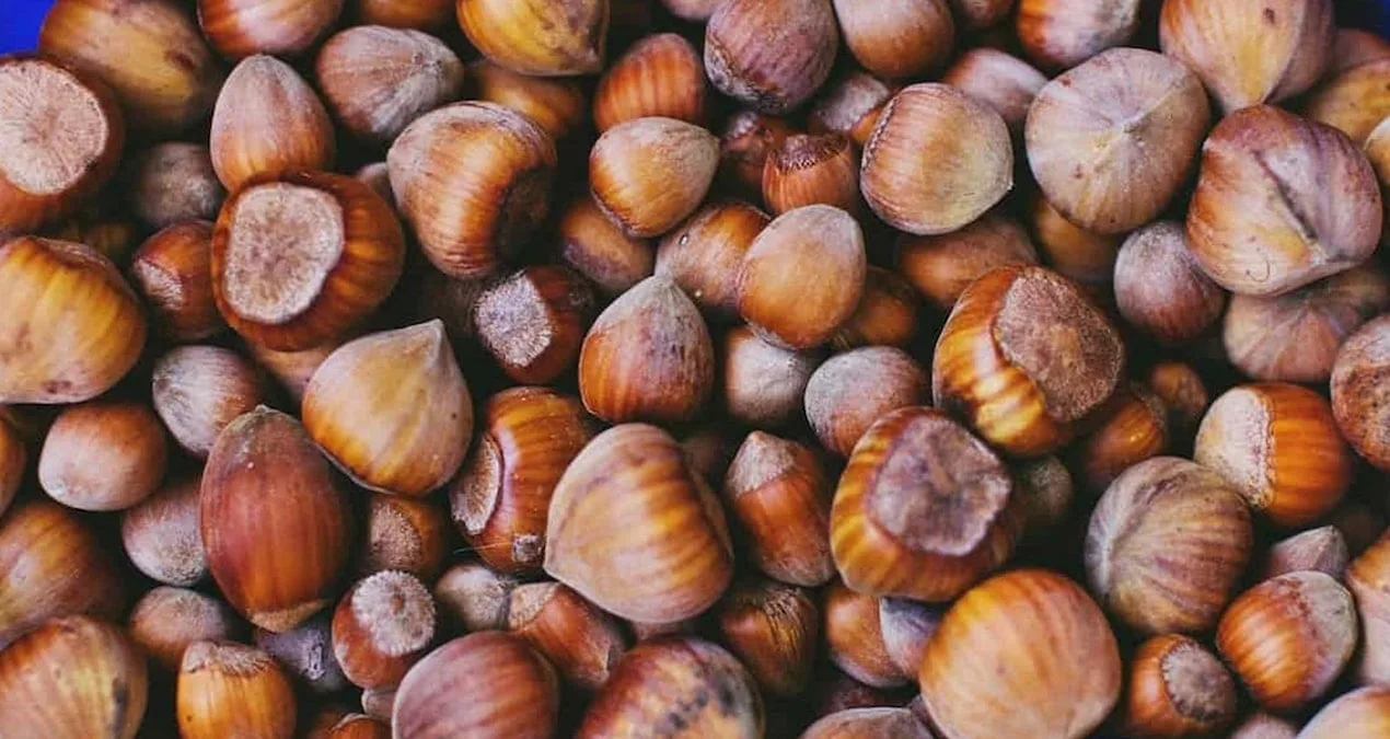 Fındık İhalesi: 150 TL/Kg Taban Fiyatla Başlıyor!