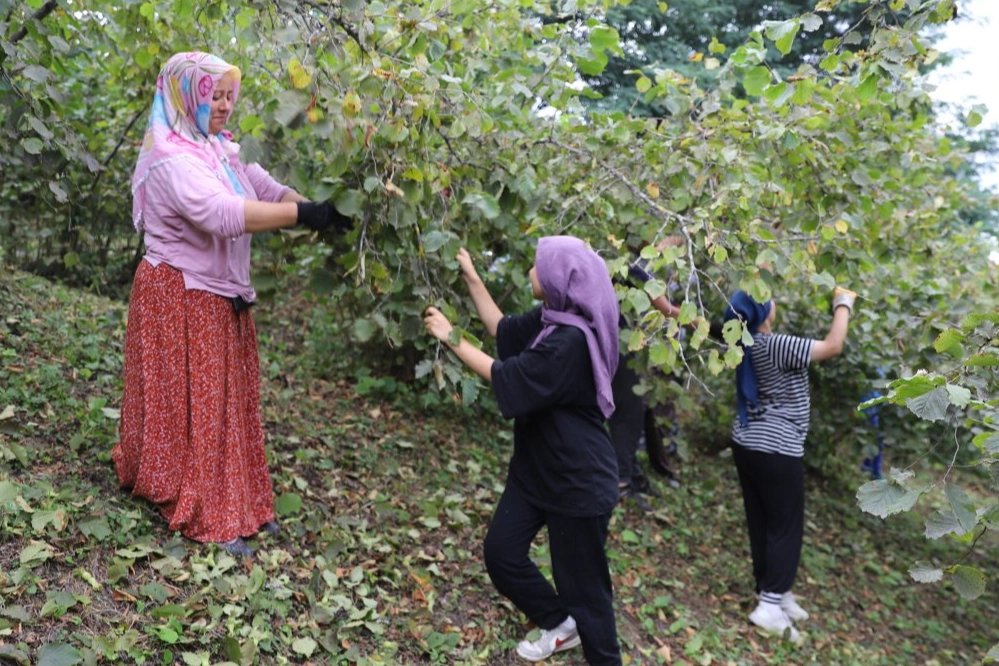 Fındık Projesiyle İşçi ve Üretici Mutlu!