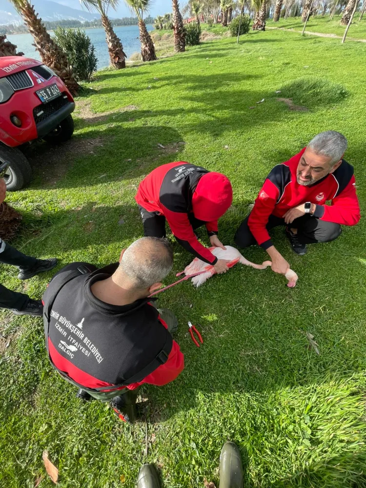 Flamingo Kurtarıldı: İzmir’den Doğa Dostu Müdahale