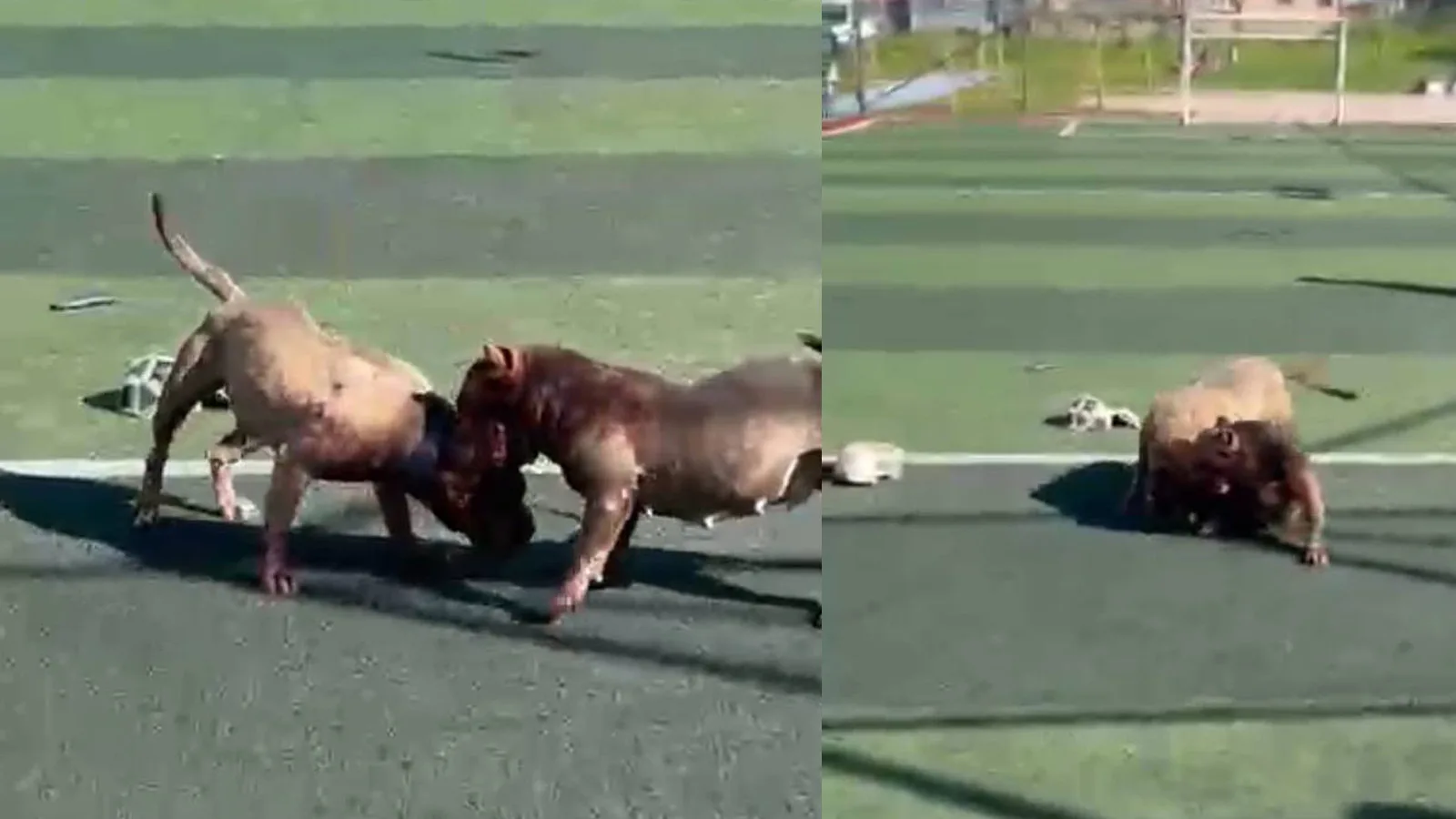 Futbol Sahasında Pitbull Çatışması! Sahipler Kaçtı
