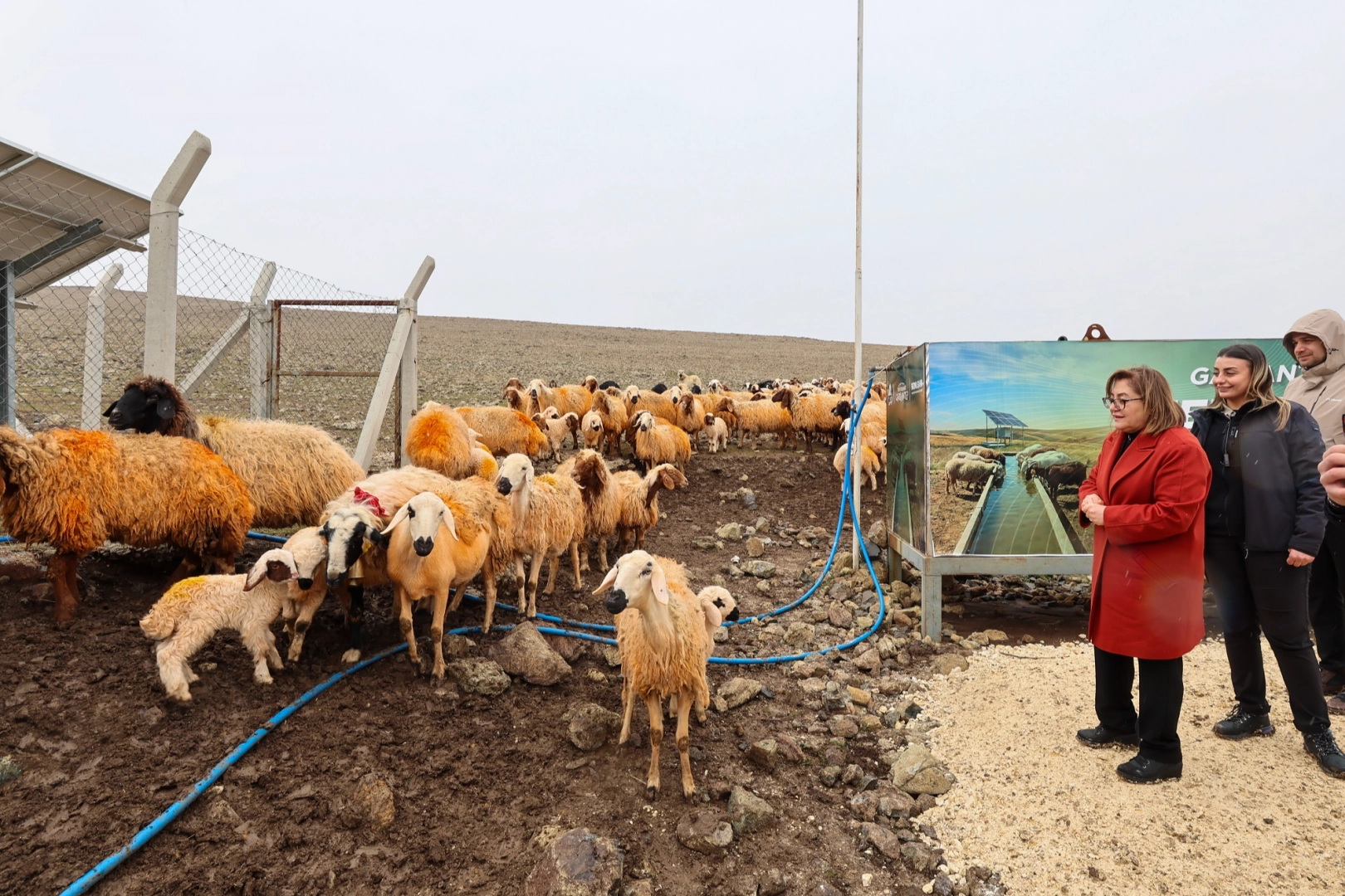 Gaziantep’te Hayvanlar İçin Sıvat ve Gölgelik