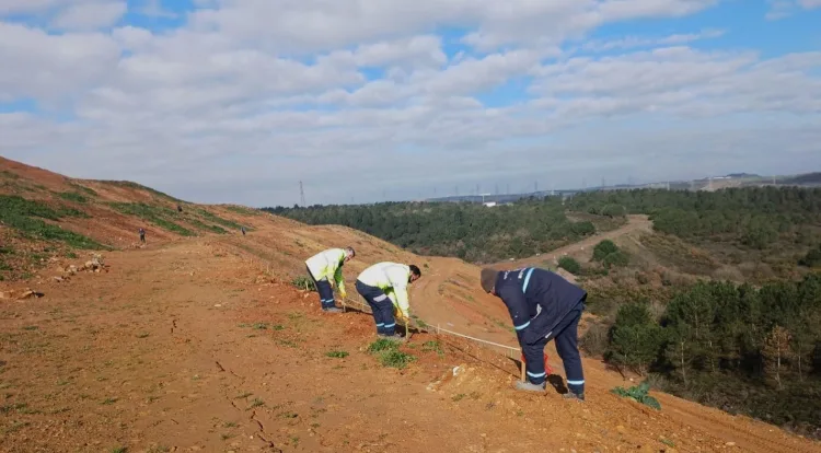 Gebze’de 4.500 Sedir Ağacı Toprakla Buluştu!