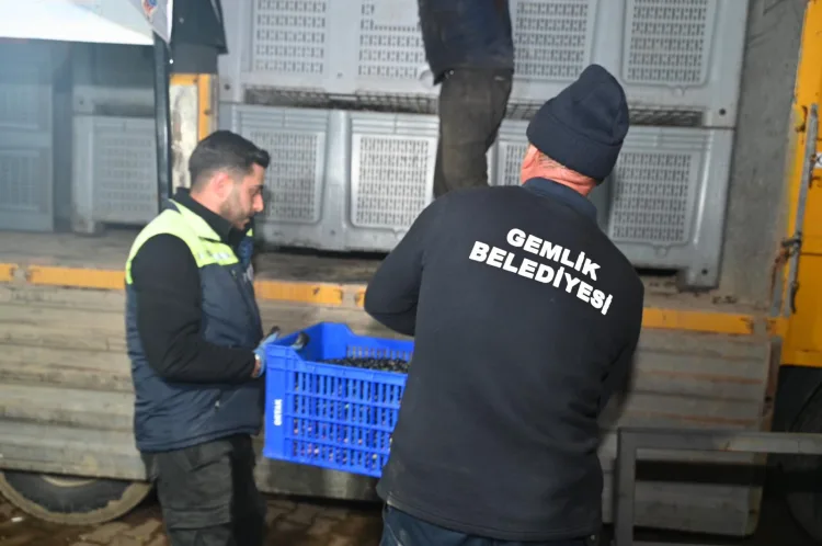 Gemlik Belediyesi’nden Zeytin Üreticisine Destek!