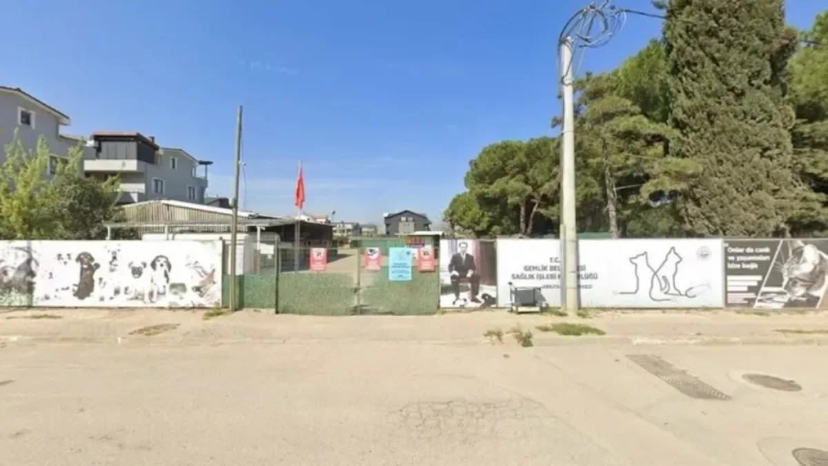 Gemlik’te Barınak Skandalı: Hayvan Sesleri Endişe Yarattı