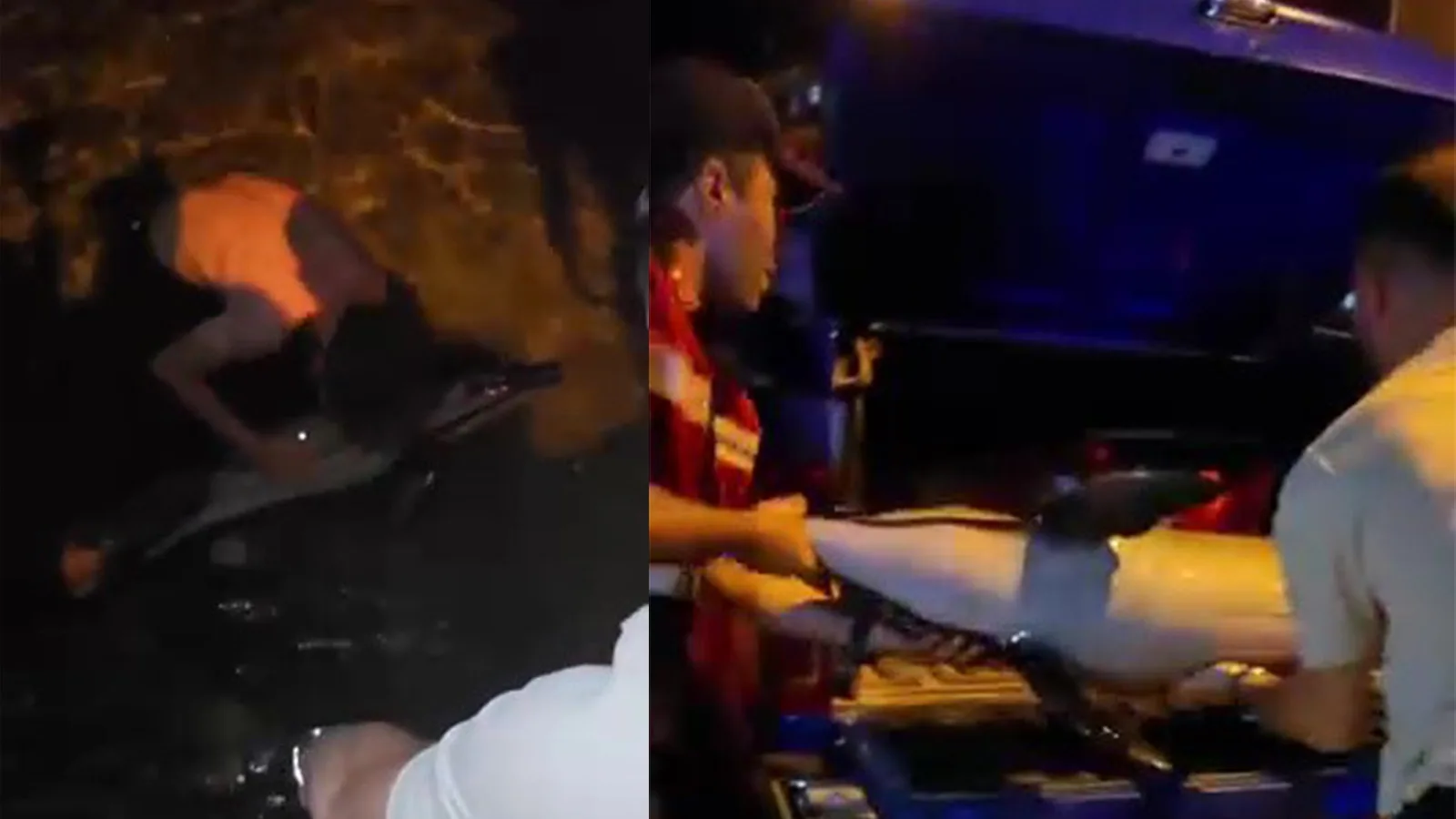 Gemlik’te Kıyıya Vuran Ölü Yunus Balığı Şok Etti