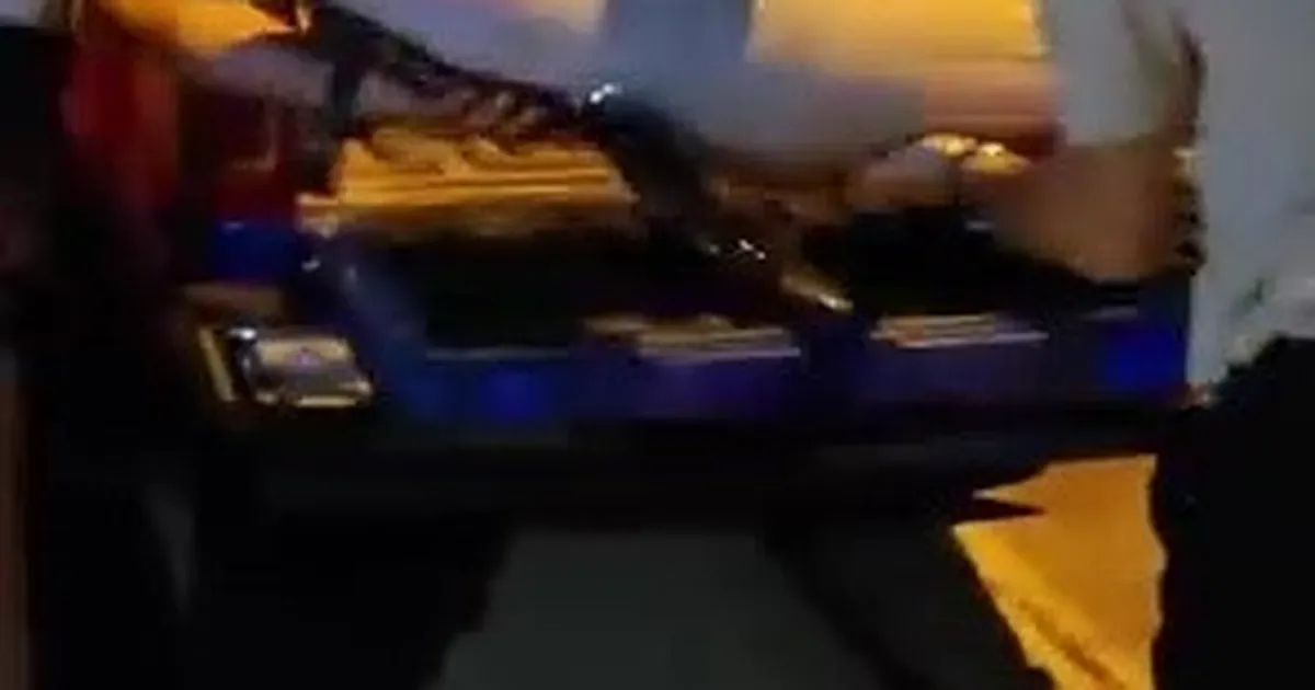 Gemlik’te Sahile Vuran Ölü Yunus Balığı Bulundu