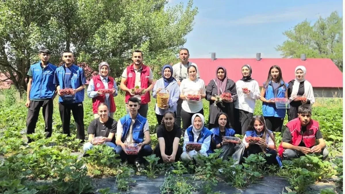 Gençler Çilek Hasadında Üretime Katkı Sağladı