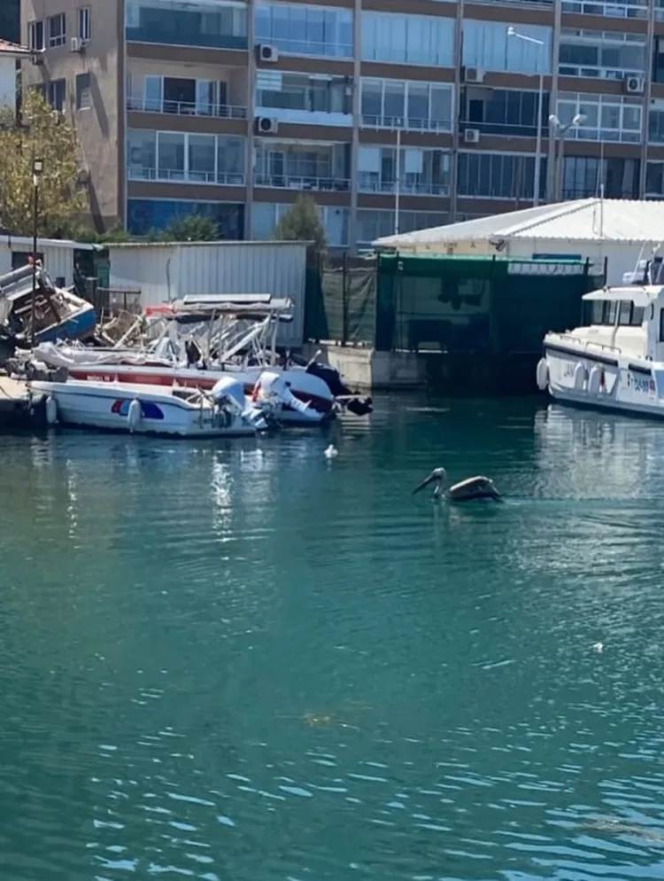 Göç Yorgunu Pelikan Mudanya’da Koruma Altında
