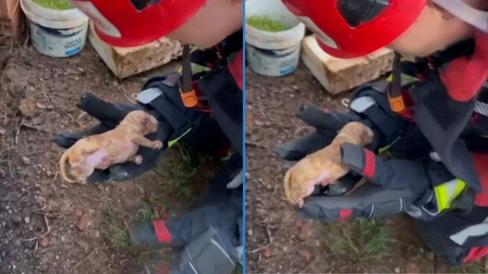 Gömeç’te Yavru Köpek İtfaiye Tarafından Kurtarıldı!