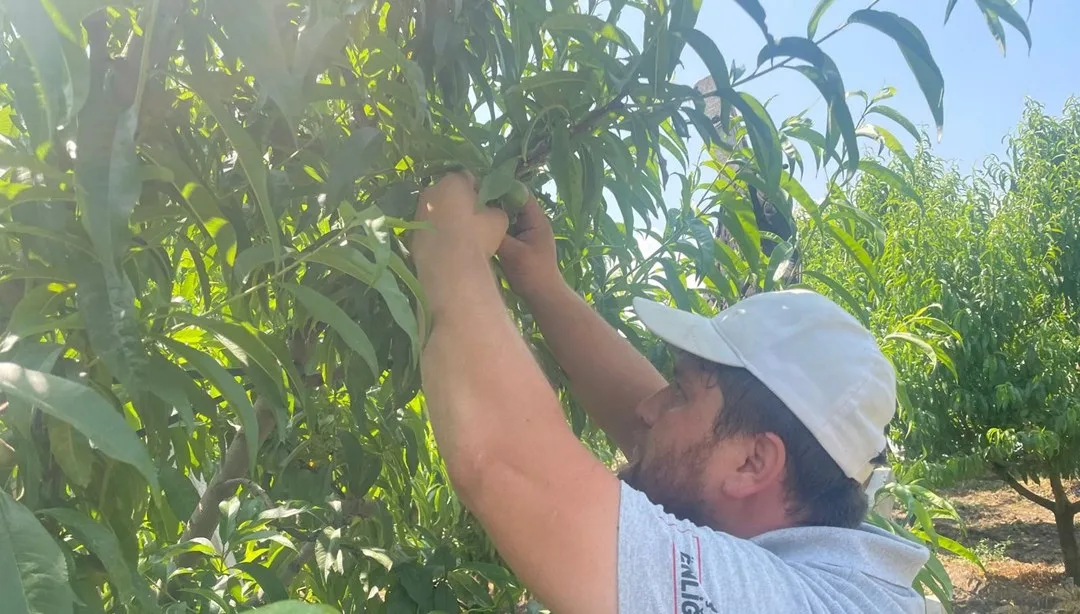 Gürsu’da Nektarin ve Şeftali Üretimine Darbe