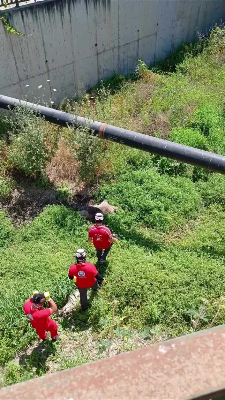 Güzelyalı’da Dere Yatağında Ölü Yabani Hayvan Bulundu