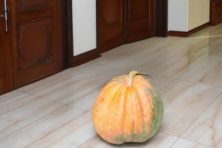 Hakkari’de 50,5 Kilogramlık Dev Bal Kabağı Yetiştirildi!