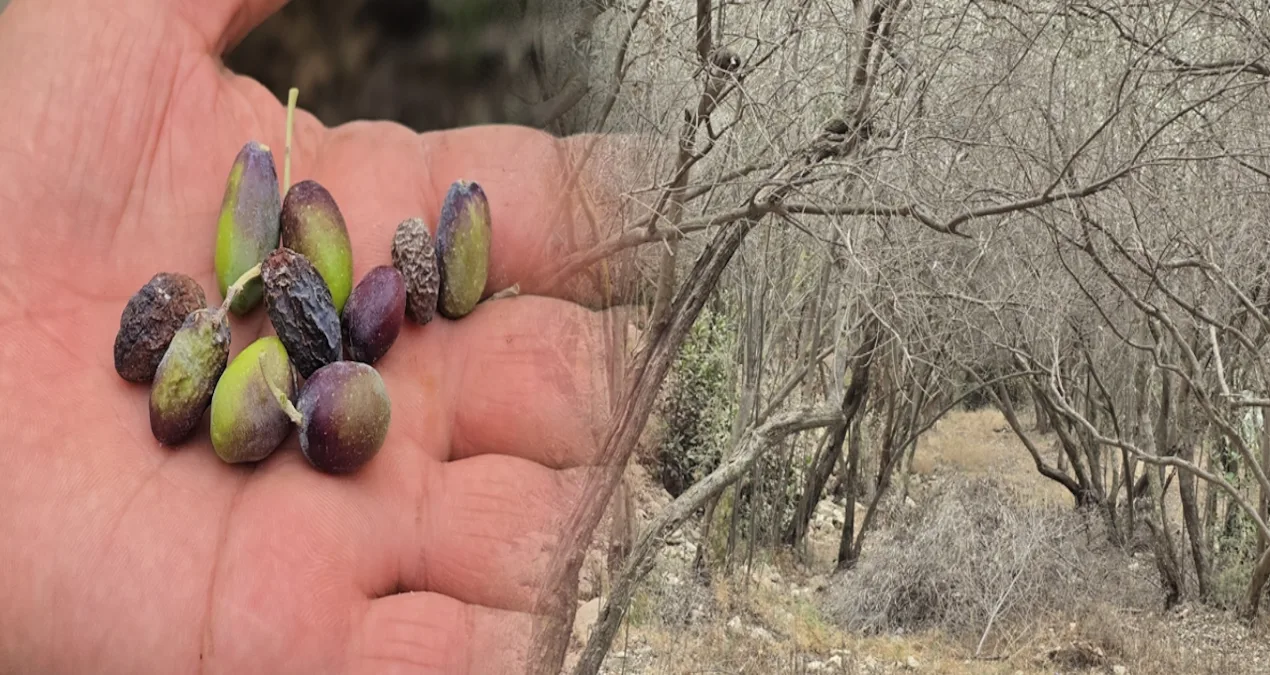 Halhalı Zeytin Hasadı Kuraklıkla Tehdit Altında