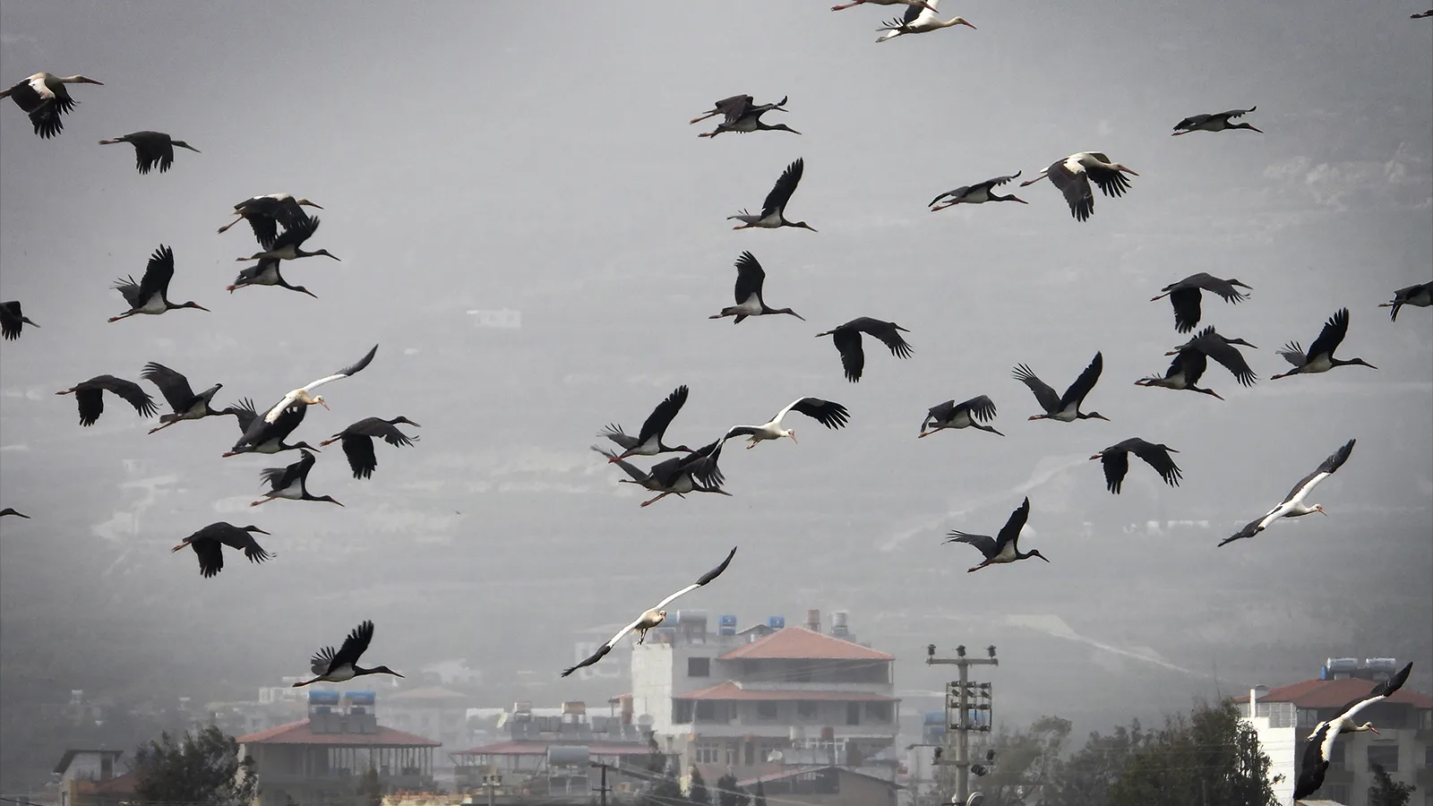 Hatay’da Leylekler Gökyüzünü Şenlendirdi!