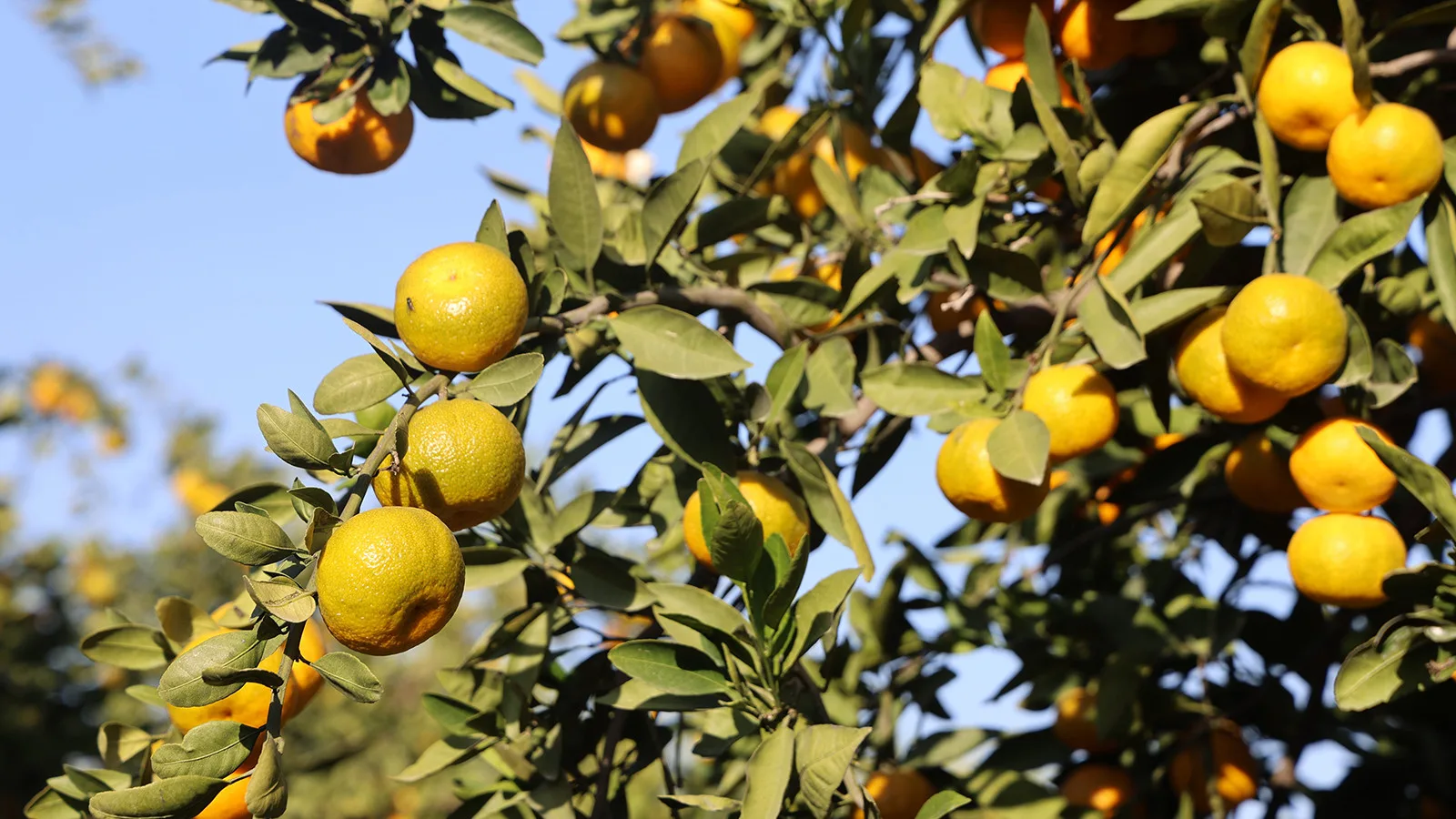 Hatay’da Mandalina Ücretsiz Dağıtıldı!