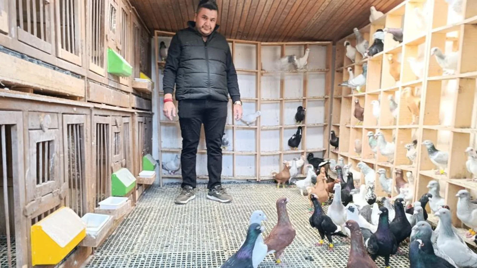 Hayalini Gerçekleştirdi: Güvercin Yetiştiriciliği