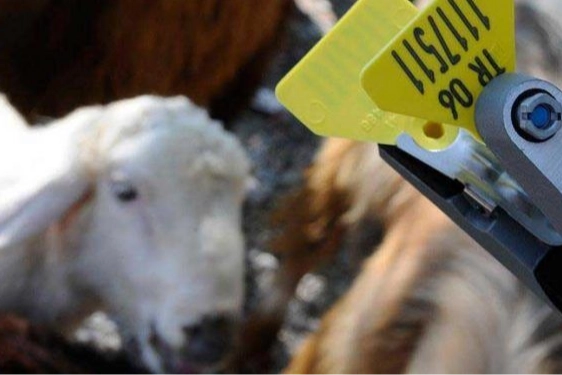 Hayvan Sahiplerine Yeni Aşı ve Küpe Ücret Düzeni