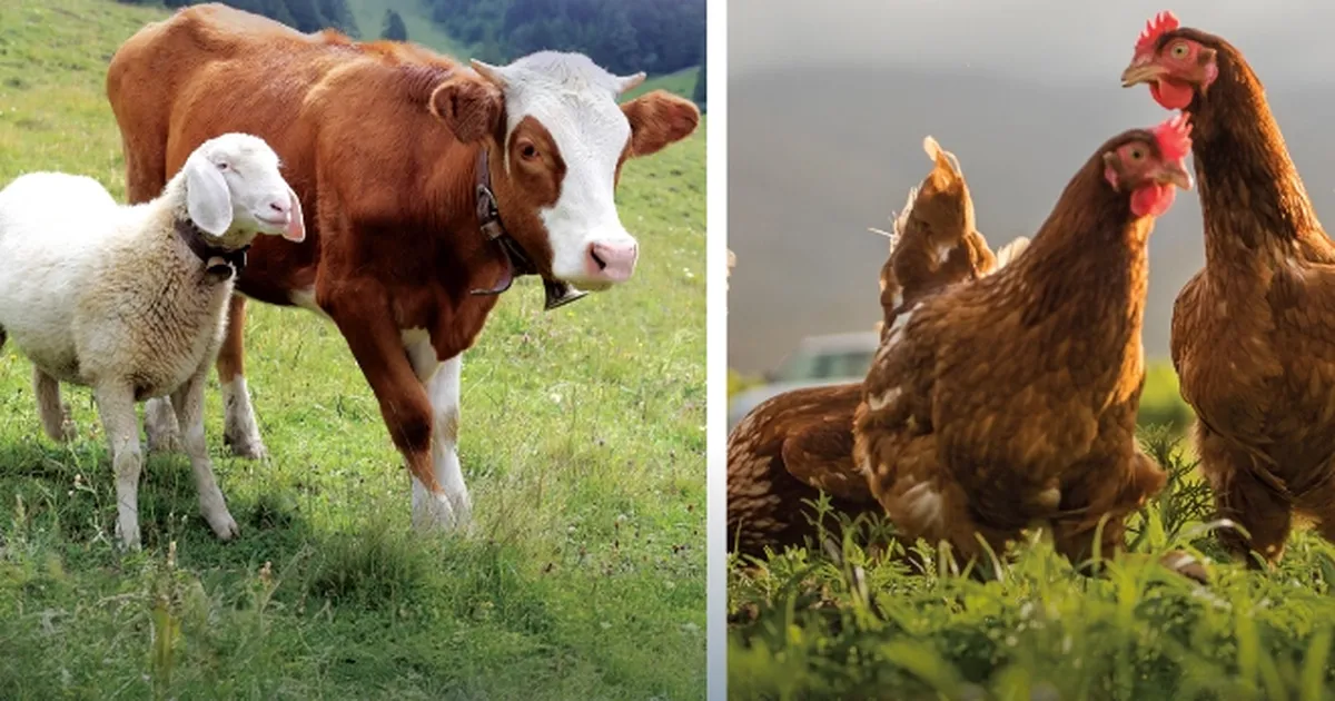 Hayvansal Üretimde Rekor Artış: Sığırdan Bala!