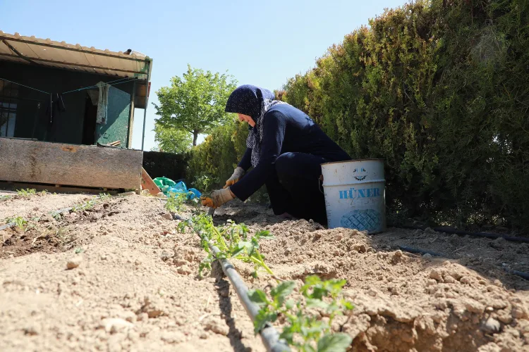 Hobi Bahçeleri’nde Ekim Sezonu Başladı!
