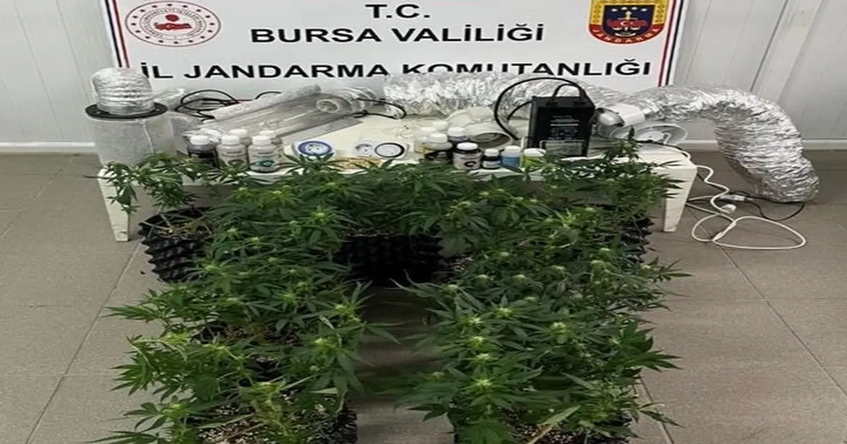 İnegöl’de Jandarma’dan Evde Esrar Baskını!