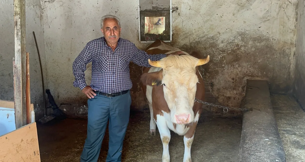 İnek Dolandırıcılığı: 155 TL ile 155 Bin TL!
