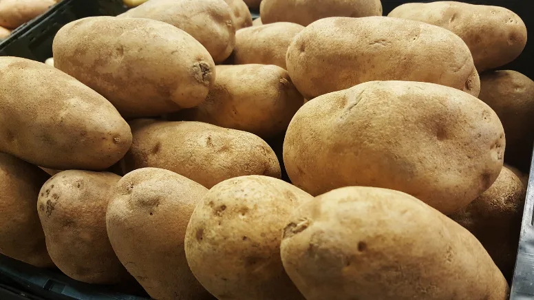 Virüslü Patates