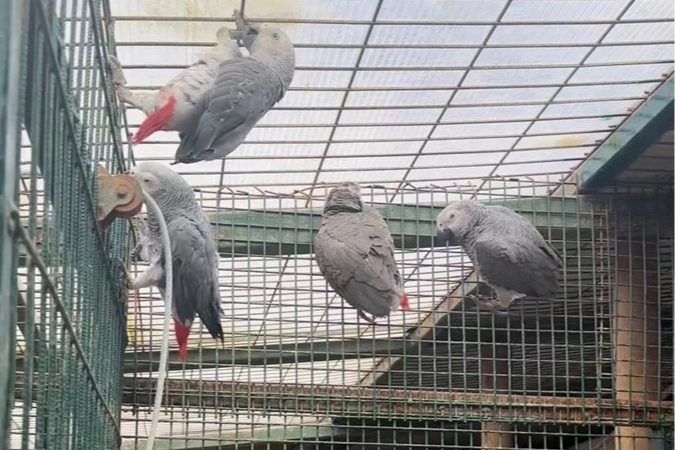İstanbul’da Kaçak 20 Afrika Gri Papağanı Ele Geçirildi