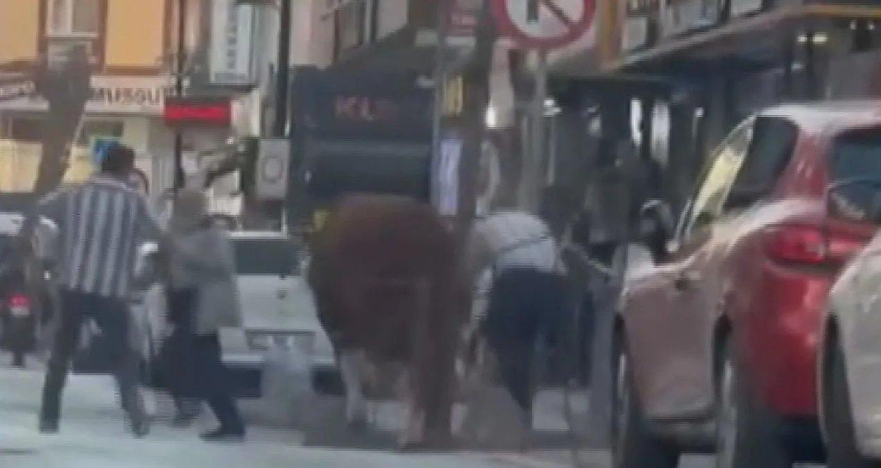 İstanbul’da Kaçan Boğa Sokakları Karıştırdı!