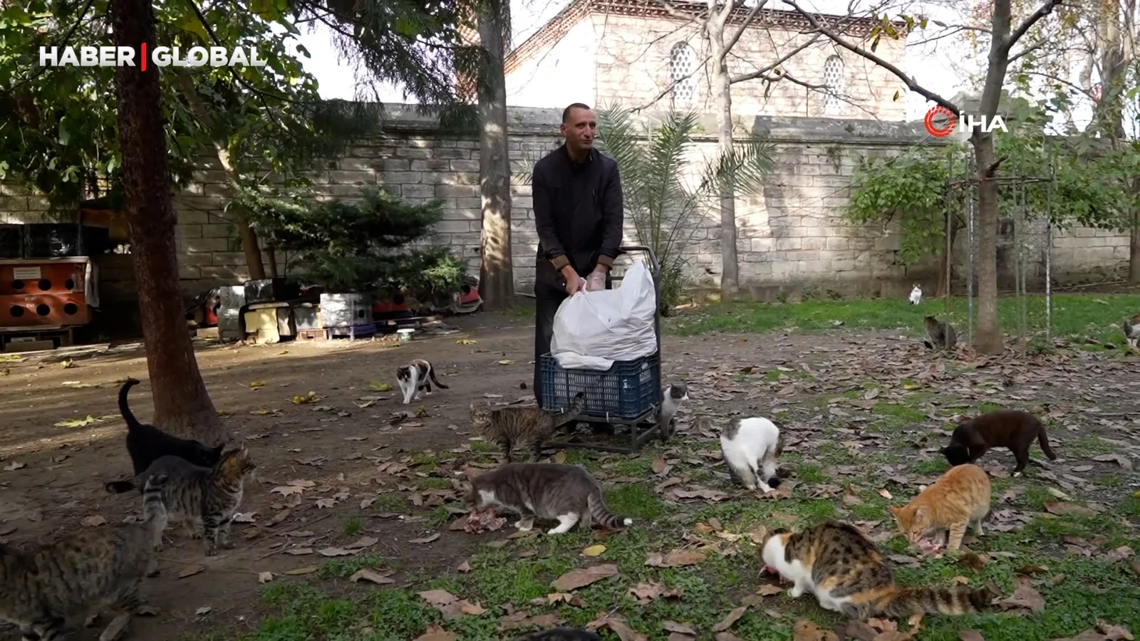 İstanbul’da Kedilere Osmanlı Hürmeti Devam Ediyor!