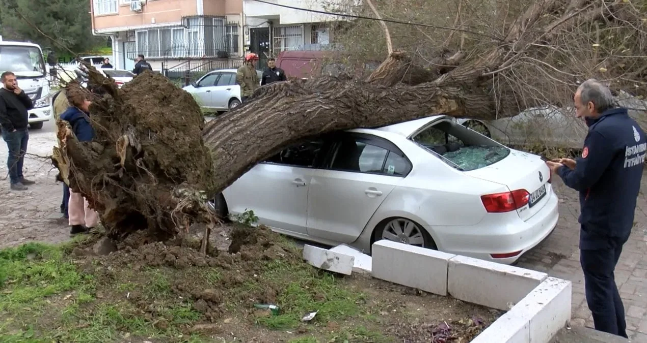 İstanbul’da Rüzgar Ağaç Devrip Araçları Zarar Verdi