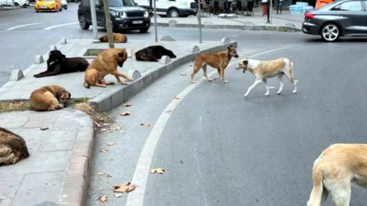 İstanbul’da Sahipsiz Hayvanlar İçin Yeni Dönem!